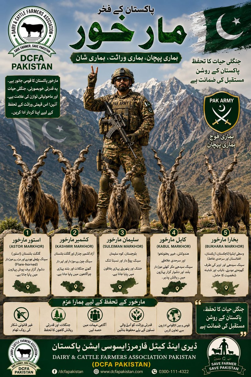 DCFAPakistan's tweet photo. پاکستان کا قومی جانور مارخور 
ہماری قدرتی وراثت کا فخر

مارخور پاکستان کا قومی جانور اور قدرتی حسن، جرات اور بقا کی علامت ہے۔ یہ دنیا کے خوبصورت ترین جنگلی بکری نما جانوروں میں شمار ہوتا ہے، جس کی پہچان اس کے مخصوص بل کھاتے ہوئے سینگ ہیں۔ مارخور پاکستان کے شمالی پہاڑی علاقوں، خصوصاً گلگت بلتستان، خیبر پختونخوا اور بلوچستان کے دشوار گزار پہاڑوں میں پایا جاتا ہے۔

پاکستان میں مارخور کی پانچ اہم اقسام پائی جاتی ہیں: استور مارخور، کشمیر مارخور، سلیمان مارخور، کابل مارخور اور بخارا مارخور۔ یہ اقسام اپنے رہائشی علاقوں، جسمانی ساخت اور سینگوں کی شکل میں کچھ فرق رکھتی ہیں، لیکن سب ہماری قومی حیاتیاتی وراثت کا اہم حصہ ہیں۔

ایک وقت ایسا بھی تھا جب غیر قانونی شکار، رہائش گاہوں کی تباہی اور انسانی مداخلت کی وجہ سے مارخور کی تعداد خطرناک حد تک کم ہو گئی تھی۔ تاہم حکومت پاکستان، مقامی کمیونٹیز، محکمہ جنگلات، محکمہ وائلڈ لائف، پاک فوج اور مختلف فلاحی اداروں کی مشترکہ کوششوں سے مارخور کی آبادی میں نمایاں اضافہ ہوا ہے، جو پاکستان کے کامیاب تحفظِ ماحول کی ایک روشن مثال ہے۔

مارخور صرف ایک جانور نہیں بلکہ ہمارے پہاڑوں، جنگلات اور قدرتی ماحولیاتی نظام کی صحت کا اشاریہ بھی ہے۔ اس کی موجودگی اس بات کی علامت ہے کہ ہمارا قدرتی ماحول ابھی تک زندگی کو سہارا دینے کی صلاحیت رکھتا ہے۔ اگر ہم اپنے جنگلات، چراگاہوں اور جنگلی حیات کا تحفظ کریں گے تو آنے والی نسلیں بھی اس عظیم قدرتی ورثے سے لطف اندوز ہو سکیں گی۔

ہم سب کی ذمہ داری ہے کہ غیر قانونی شکار کی حوصلہ شکنی کریں، جنگلات اور قدرتی مسکن کو محفوظ بنائیں اور جنگلی حیات کے تحفظ کے لیے آگاہی پھیلائیں۔ مارخور کا تحفظ دراصل پاکستان کی قدرتی شناخت، ماحولیاتی توازن اور قومی فخر کا تحفظ ہے۔

مارخور کو بچائیں — پاکستان کی قدرتی وراثت کو محفوظ بنائیں۔