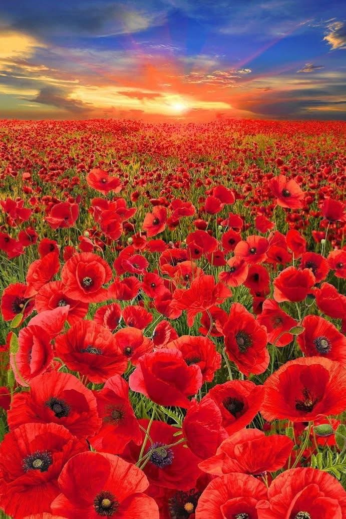 Olga49840334's tweet photo. Have an amazing day everyone☀️🌺 https://t.co/LEQ4nhIPpt