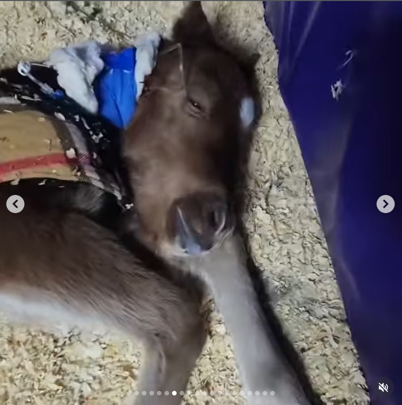 DeepImpactArg's tweet photo. Let's not forget the causes of the Mendoza Racetrack, the Cordoba Racetrack, Caballos Libres del Sur, or other organizations. But let's not forget Caballos de Quilmes either. If you can donate or even adopt, it would be beneficial not only for the NGO but also for Tostadito ❤️.
Payment methods can be:
The OFFICIAL alias, https://t.co/8ShWJaujdM  (if you are from Argentina) and the OFFICIAL PayPal https://t.co/BSDPFKCmlr.
UNTIL THE LAST HORSE IS UNHITCHED FROM THE CART.