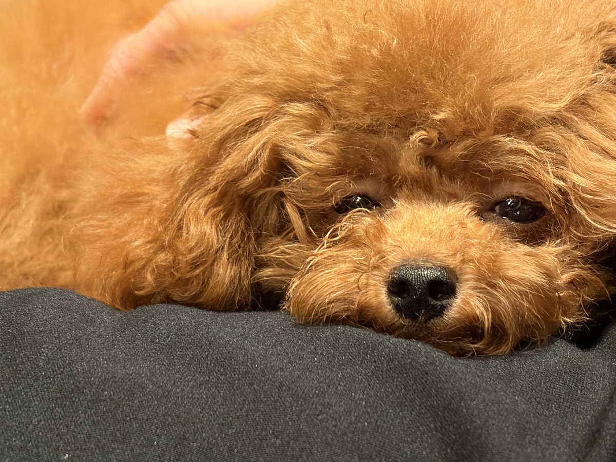 WWEAsuka's tweet photo. 🥱 💤 🐶 https://t.co/W2BE2gBUYp