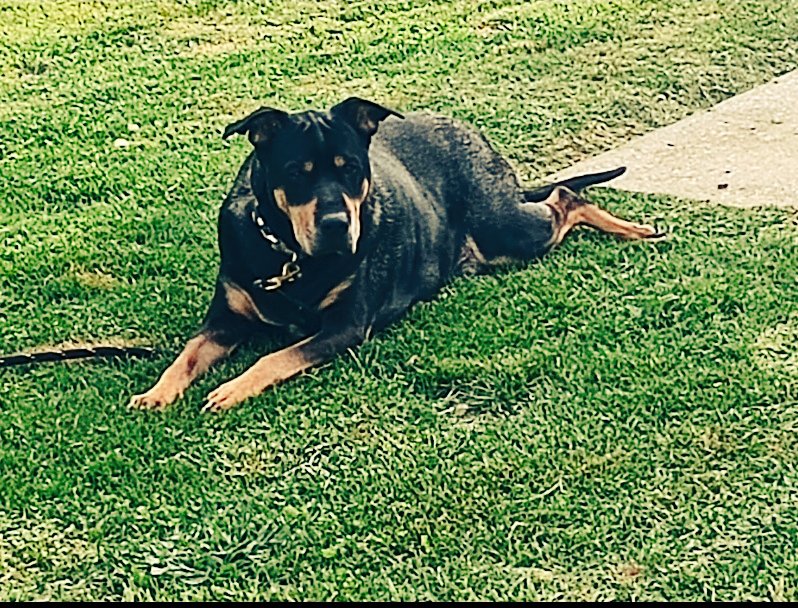 FilthyVillager's tweet photo. This morning I bought  Reese's peanut butter cups for my best friend Huck.....Iykyk

This is Huck 👇 https://t.co/tbtYca5qvt