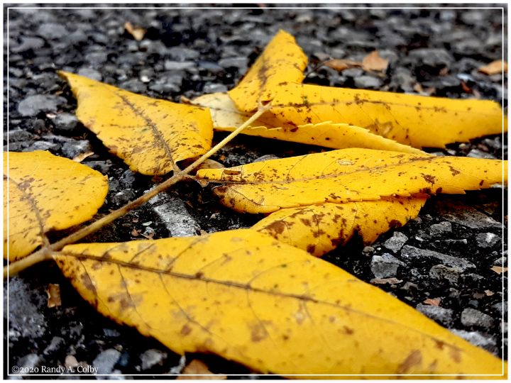 wrecklessrandy's tweet photo. Art of the Day! "Yellow Leaves". Buy at: https://t.co/6T6GpGazp0 https://t.co/ormG2Vw0GZ