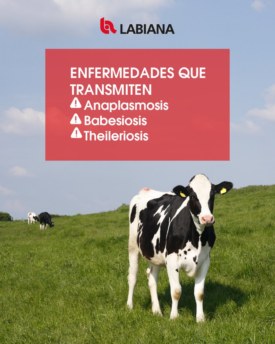 Labiana_Health's tweet photo. Además de provocar lesiones, anemia y pérdida de producción, pueden transmitir enfermedades graves como anaplasmosis, babesiosis o theileriosis, afectando al bienestar animal y a la rentabilidad de la explotación.   

La prevención y un control antiparasitario adecuado son fundamentales para reducir riesgos y proteger al rebaño.