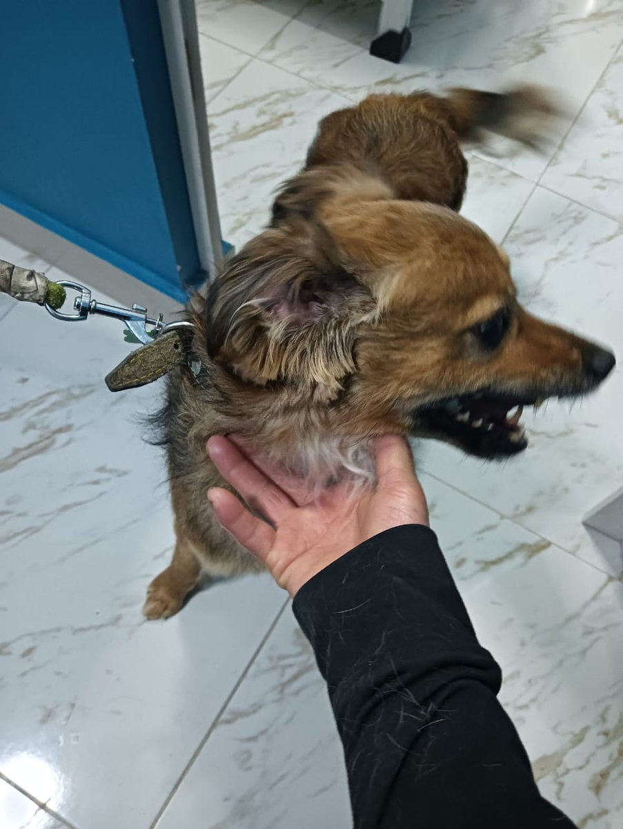 VIBRAmascotas's tweet photo. Estamos muy preocupadas por estos chaparritos,  no hay solicitud para ninguno de ellos. 
Ellos están en pensión y cada vez hay menos ayuda 
Mañana se tiene que pagar una semana más 
Urgen 3000 pesos para mañana :( 
No hemos vendido boletos de la rifa 
Por favor 
Solicitamos 30 padrinos de a 100 pesitos y 3 adoptantes definitivos 

Por favor 🙏🏼 #ayuda #rt 
https://t.co/P09OoQKw9I

Banco Azteca 
Diana Carolina Rosales Pérez
CLABE 127180013430278263 
TARJETA 4027660008598593

BANCOMER
Diana Carolina Rosales Pérez 
4152314199269617
Clabe 012180015995475465

Spin Oxxo 
4217 4700 5339 4454

Paypal  (nos cobra comisión) 
https://t.co/Gc82EZ7Ps0  

Patreon
https://t.co/doNSW3H7xf