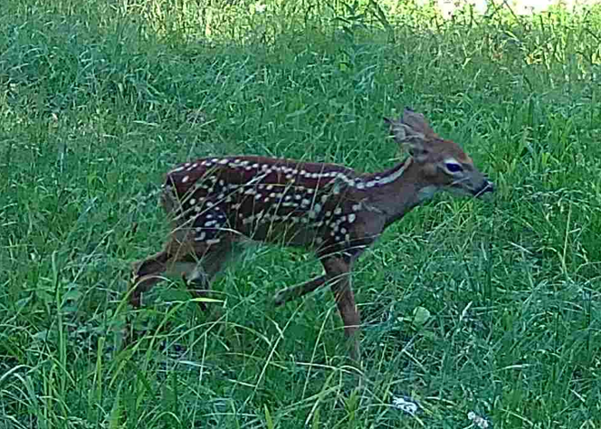 MOHunter314's tweet photo. Missouri fawn.  #jeffcomo #mojeffco #deer #missouri https://t.co/dIh3Q2WVkX