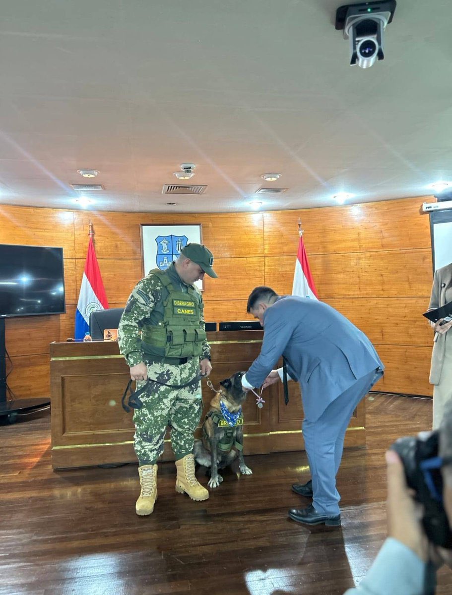 MilvaGauto's tweet photo. 🐕 BRONCO RECIBE SU MERECIDA
CONDECORACIÓN ♥️ 🎖️

Este buen muchacho canino llamado Bronco, fue condecorado por la Junta Municipal de Asunción con la Medalla Municipal al Mérito.

El jefe de Bronco es el Sargento Agrop. Gustavo Gómez [Dirección del Servicio Agropecuario]. https://t.co/Ld6D1lIBp6