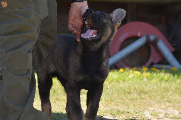 BCRCMP's tweet photo. #KelownaRCMP - Meet the new puppy recruit https://t.co/0LEejHq0L3 https://t.co/hVTeYZjczR