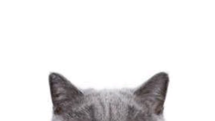 tsukasalion's tweet photo. 🐈 https://t.co/CCBGqGf8YA