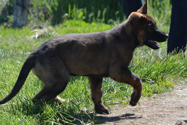 GRCenCB's tweet photo. #GRCdeKelowna - Faites la connaissance du nouveau chiot policier https://t.co/7sdA064Lke https://t.co/X648E2xquL