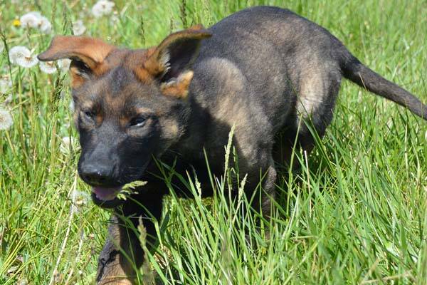GRCenCB's tweet photo. #GRCdeKelowna - Faites la connaissance du nouveau chiot policier https://t.co/7sdA064Lke https://t.co/X648E2xquL