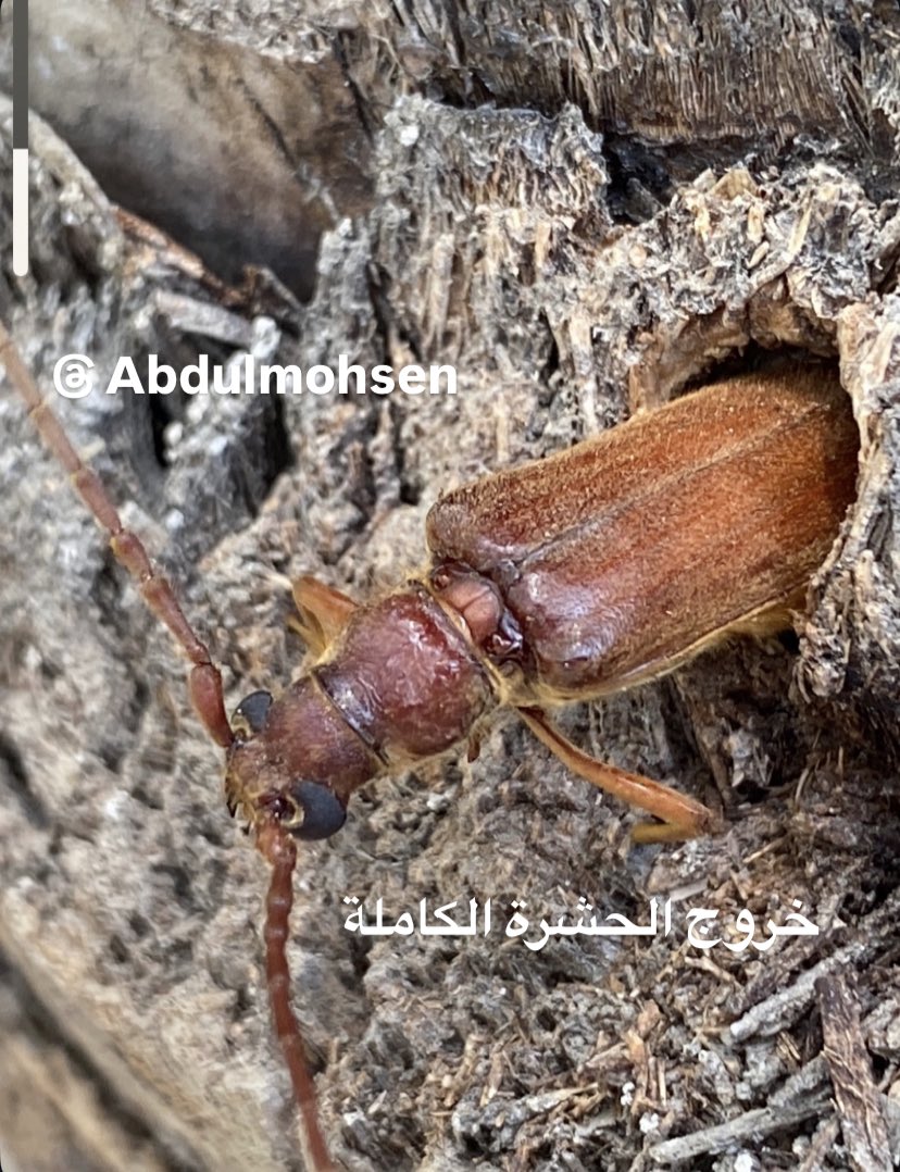 المهندس /عبدالمحسن العبدالمحسن tweet media