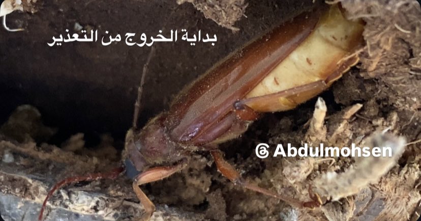 المهندس /عبدالمحسن العبدالمحسن tweet media
