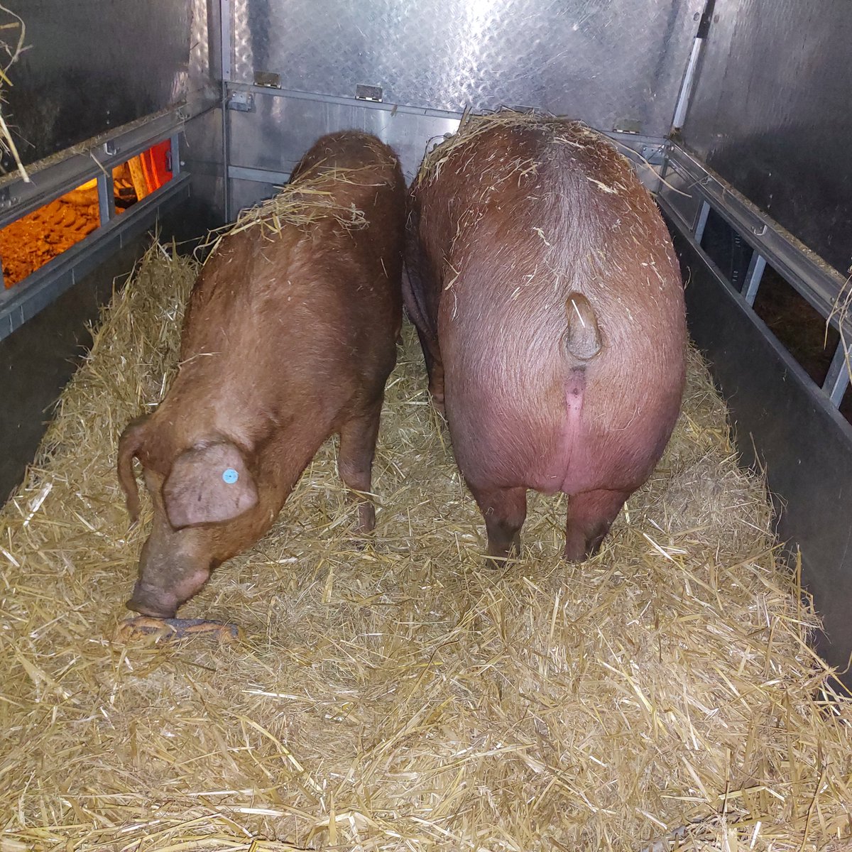 FBB_Officiel's tweet photo. Sauvetage
🐷 Madame et Monsieur Groin confiés à la FBB

Dans la Meuse, une personne en charge de deux cochons ne pouvait plus en assumer seule la gestion. Elle a donc sollicité l’aide de la Fondation Brigitte Bardot afin qu’elle prenne le relais.

💕 Affectueusement nommés Madame et Monsieur Groin, ils ont tous les deux voyagé sans difficulté et ont été installés dans l’Arche de BB.
