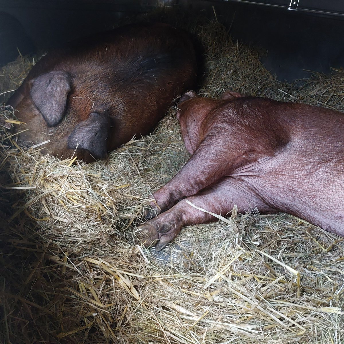 FBB_Officiel's tweet photo. Sauvetage
🐷 Madame et Monsieur Groin confiés à la FBB

Dans la Meuse, une personne en charge de deux cochons ne pouvait plus en assumer seule la gestion. Elle a donc sollicité l’aide de la Fondation Brigitte Bardot afin qu’elle prenne le relais.

💕 Affectueusement nommés Madame et Monsieur Groin, ils ont tous les deux voyagé sans difficulté et ont été installés dans l’Arche de BB.
