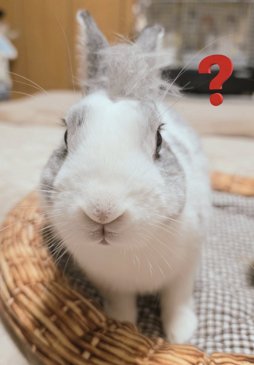 uhalapin's tweet photo. うさぎのご祖先さま🐰
こんなにかわいい種族を生み出してくださりありがとうございますー🙏

🐰{ん？ https://t.co/dCB5KDydJI