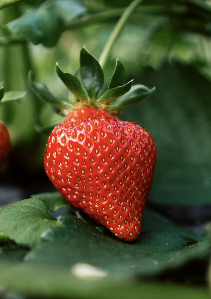 earthcurated's tweet photo. 🍓 Most people don't know this: 

strawberries aren't actually berries.
In fact, bananas and tomatoes are true berries but strawberries aren't.

And those tiny "seeds" on the outside? They're actually individual fruits. https://t.co/5QWC8zj4dP