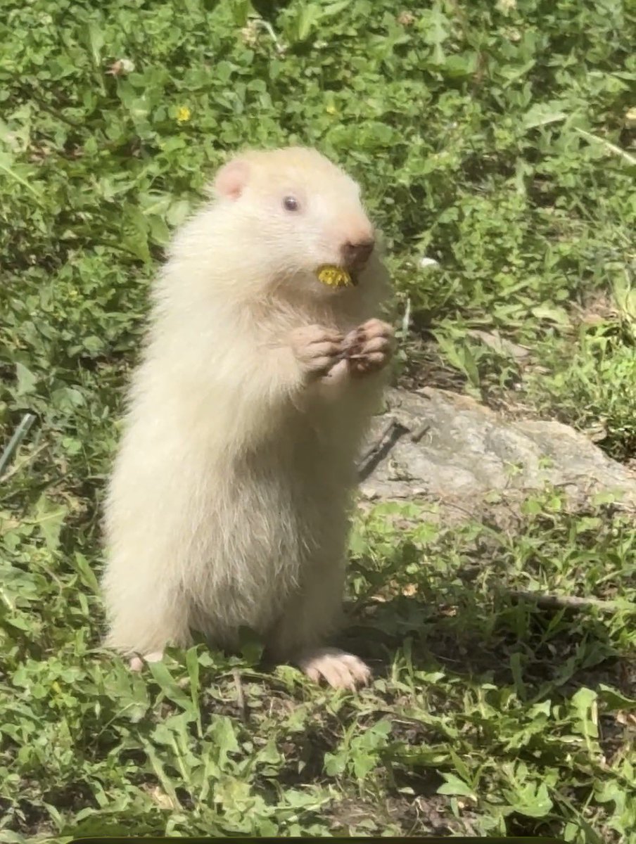 steph32789's tweet photo. I think we have a rare little albino groundhog here.. I don’t want him borrowing underneath our house which seems to be what he wants to do. He wants to borrow under our back porch so can anybody tell me who I can call that would come and get him humanely ? https://t.co/jKHNVWqpap