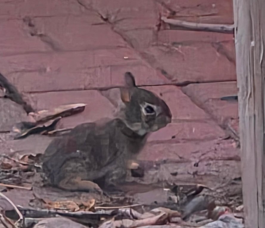 KillYourTele's tweet photo. If you're wondering where I've been..... Don't worry! I'm alive! I've just been busy making friends with these wonderful little creatures. ❤️🐰 https://t.co/F2S2FlXxEV