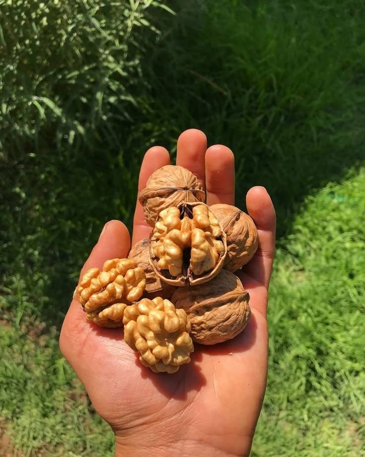 thewisementor's tweet photo. 8 Powerful Natural Foods That Increase Sperm Count and Give You a Stronger, Longer Erection.

(For Every Man Who Wants to Regain His Youth and Fertility)

1. Walnuts (Goat's Eye) https://t.co/ViL9bQZ7ep