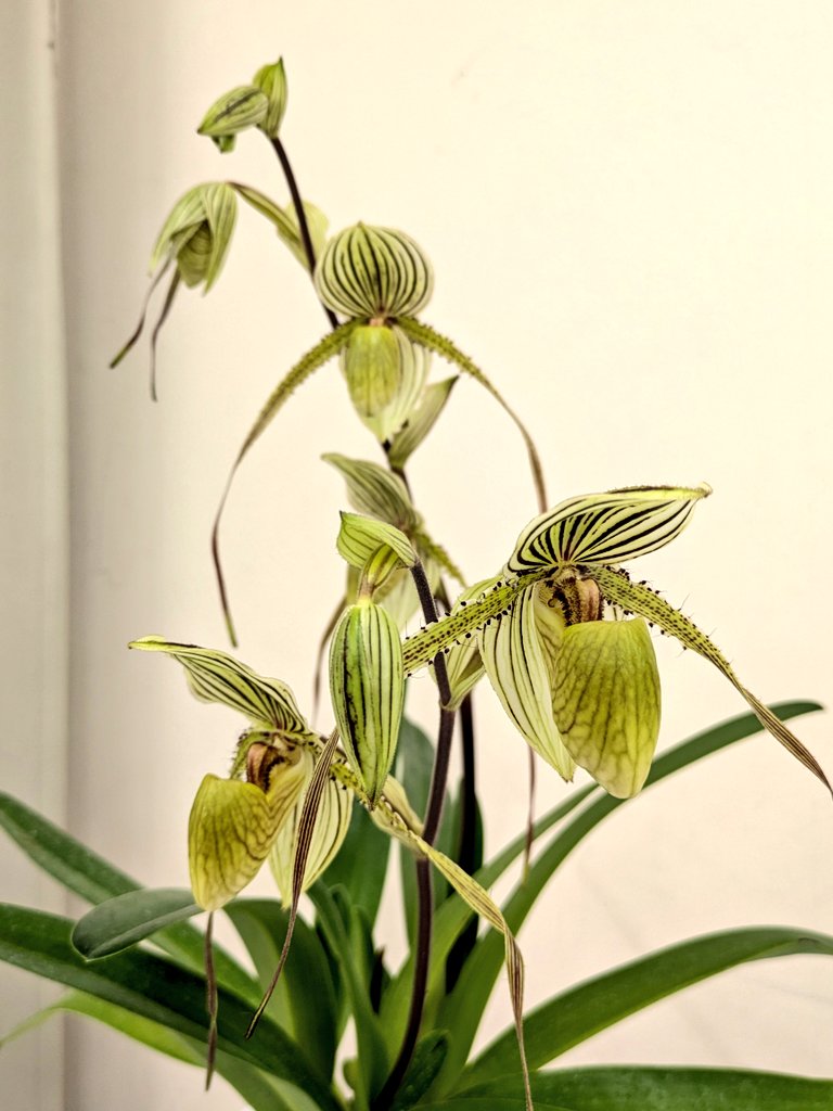 orchid_rabbit's tweet photo. サンシャインの蘭友会らん展に行ってきました!
展示が豪華でかなり長い時間会場内を徘徊していました。特に印象的だったのは、Paph.randsiiですね。開花している実物を見たのは初めてかもしれません。うちにもgiganteumタイプの実生があるのですが、なかなか大きくならずいつ咲くかわかりません。 https://t.co/TzIBTwGq1j