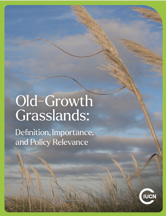 IUCN_forests's tweet photo. 🌎This World Environment Day, let us be reminded of the importance of protecting our planets vital ecosystems. One important and ancient ecosystem can be found in old growth grasslands.

🌾Old-growth grasslands have persisted over millennia as grassy ecosystems, shaped and stabilised by long-term interactions with fire, herbivory, climate variability and soil processes

❌However, despite their ecological importance, old-growth grasslands are routinely misclassified as “degraded forests leading to neglect in policy frameworks.

🧠To learn more about old growth grasslands and the important role they play in our global environment, read the full report: https://t.co/4saPhGXncf

@WWF @IUCN