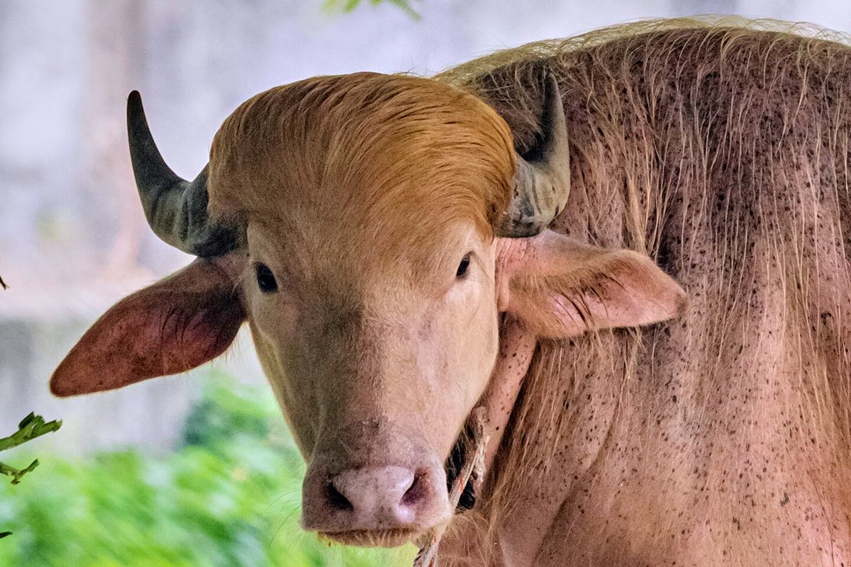 Donald Buffalo Trump tweet media