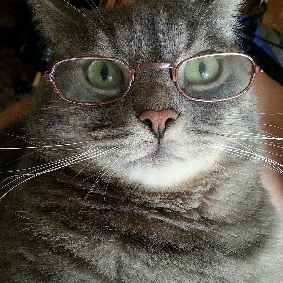 ses_cat's tweet photo. 👓 https://t.co/w3uWuFlagQ