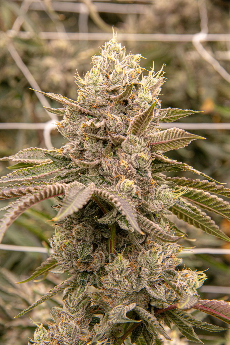 oakfruitland's tweet photo. Fresh from the grow room 🌱✨

Crystal-covered flower, healthy growth, and that Oakfruitland quality from root to cure. Swipe through for a closer look at the frost, structure, and care behind every batch.

📍 San Pancho Cannabis Club @sfcannabisclub 
3431 19th St, San Francisco, CA 94110
🕙 10 AM – 10 PM
🚗 Delivery Now Available!
🌐 https://t.co/t8zfBHWwhq

📍 Capitola Cannabis Club @Capitolaclub 
1850 41st Ave, Capitola, CA 95010
🕙 10 AM – 8:30 PM
🌐 https://t.co/j6O6cGWkxL

🚗 Sacramento Delivery @Sacdelivery 
🕘 9 AM – 9 PM
📞 (916) 995-5296
🌐 https://t.co/Sr5SGflb3o

#Oakfruitland #GrowRoomViews #CannabisFlower #TrichomeRich #FreshFlower #CannabisCommunity #CaliforniaCannabis #SFDispensary #CapitolaCannabis #SacramentoDelivery