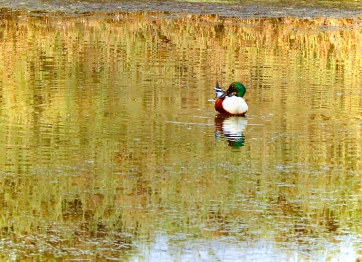 IOvchi's tweet photo. Art of the Day! "The duck cleaning its feathers". Buy at: https://t.co/aRngtOnXop https://t.co/az0nC77SUo