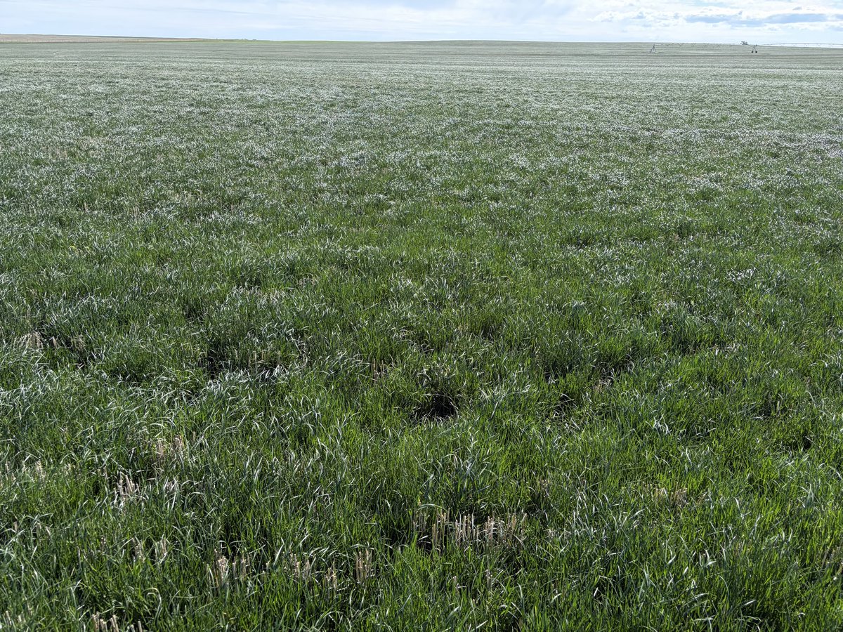 BY_JSchmidt's tweet photo. 5+ inches of rain and the perennial ryegrass is loving it. Fields are starting to fill out here in Southern Alberta with the first heads starting to appear. https://t.co/eiMbMUwQ2x