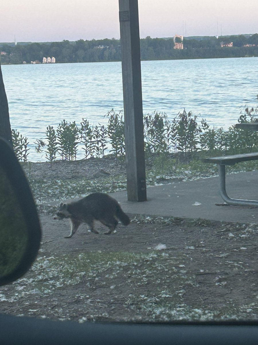 tomseus's tweet photo. sigh I suppose I will use this time alone to write bedrockbros for my raccoon beta reader who always hangs out at the pier dumpster to read. I have named him theo https://t.co/0SbX91iKQI