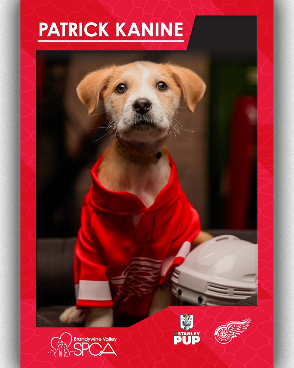 DetroitRedWings's tweet photo. Showtime 🐾 https://t.co/sTgSCkA3dK