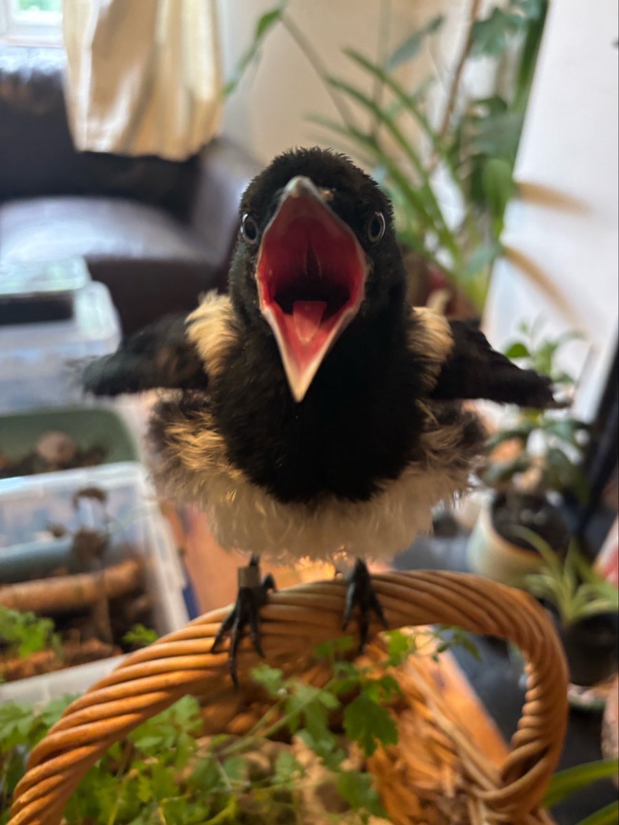 juliet_turner6's tweet photo. Absolutely ridiculous photo I just took of Ajax. Why is there a little velociraptor penguin shouting at me? https://t.co/1sIAGUJPvO