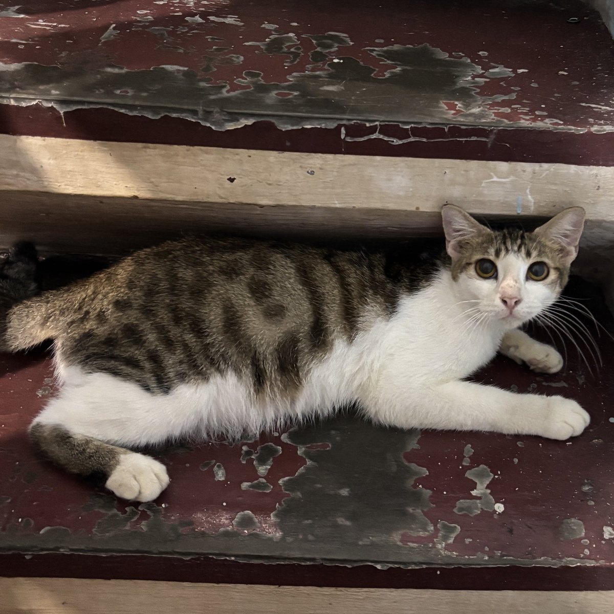 onlyrikii's tweet photo. free open adopt kucing umur 6 bulanan, jantan cowok, domisili jakarta timur (kp melayu, jatinegara, dll). alasan krna aku kebanyakan kucing, yuk yg mau dm/reply aja yah!

#adoptkucing #kitten #kucing https://t.co/g04OrOp95x