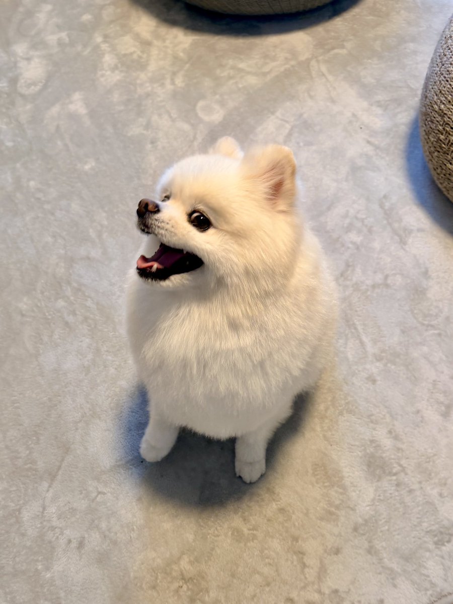 InosukeWorkout's tweet photo. シーズン2
96日目
体重4.4kgと65.8kg
立ちコロ100回 https://t.co/kkz7PIQoMI