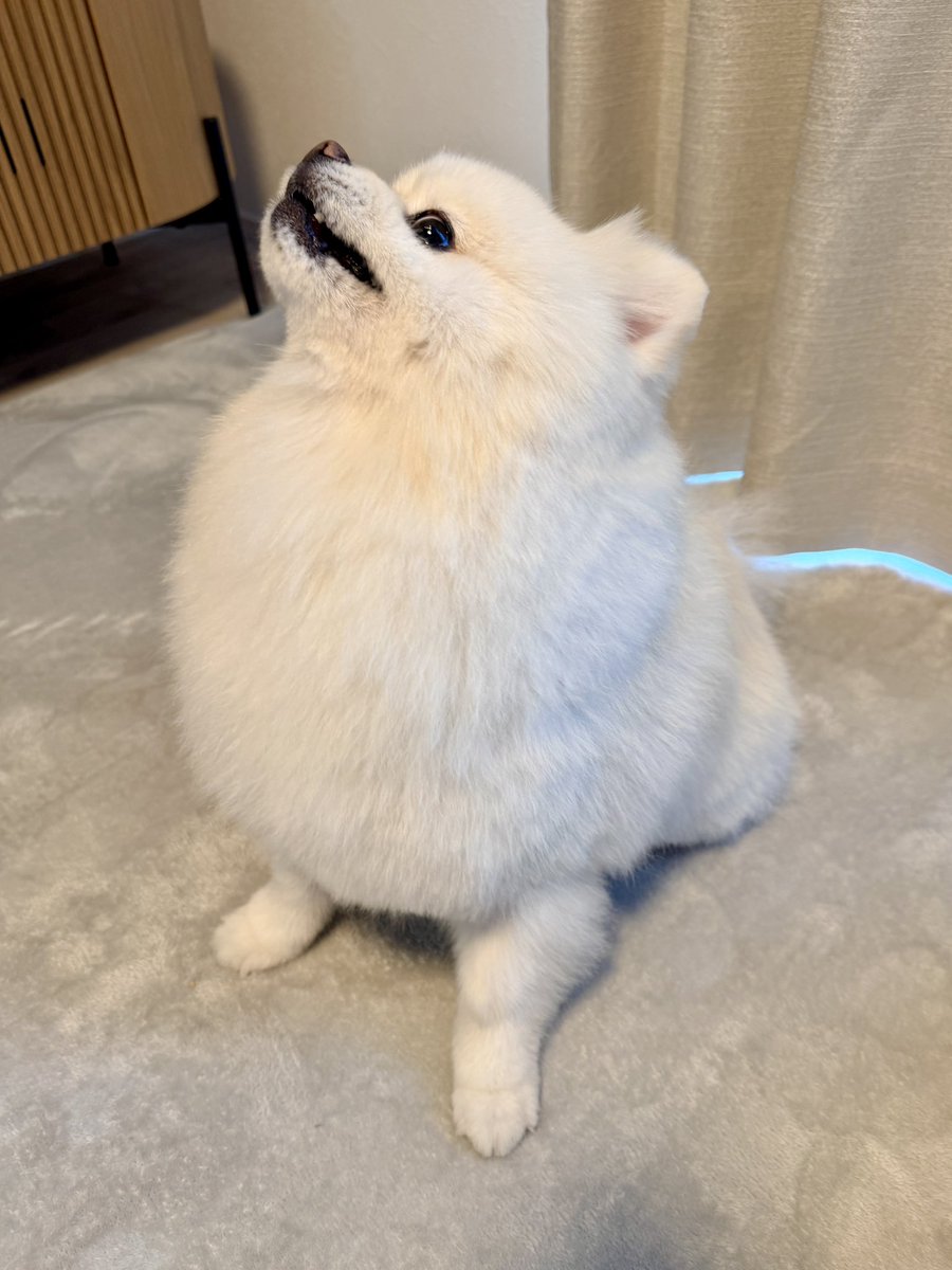 InosukeWorkout's tweet photo. シーズン2
96日目
体重4.4kgと65.8kg
立ちコロ100回 https://t.co/kkz7PIQoMI