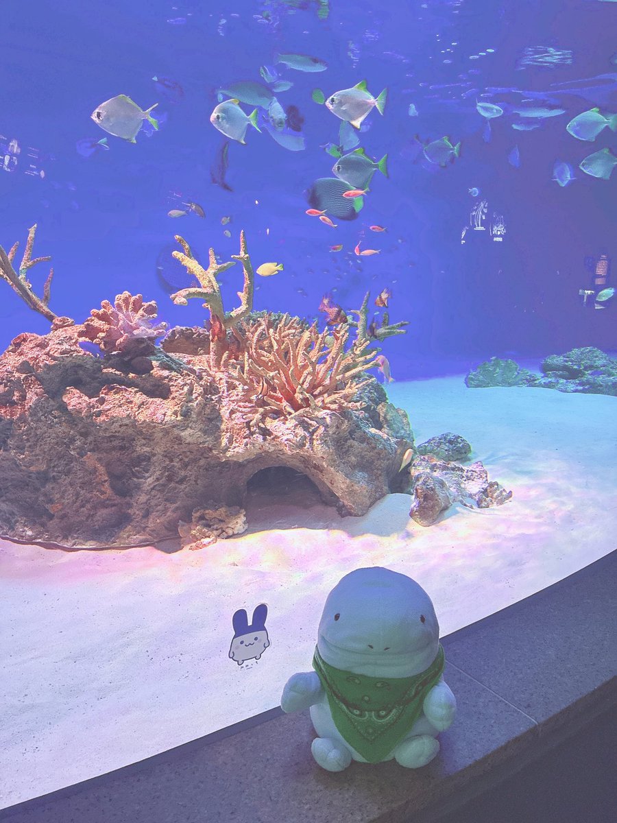 nuinuiUpamaru's tweet photo. 水族館を楽しむパペヌオ🐠 https://t.co/VGanW5Hq6i