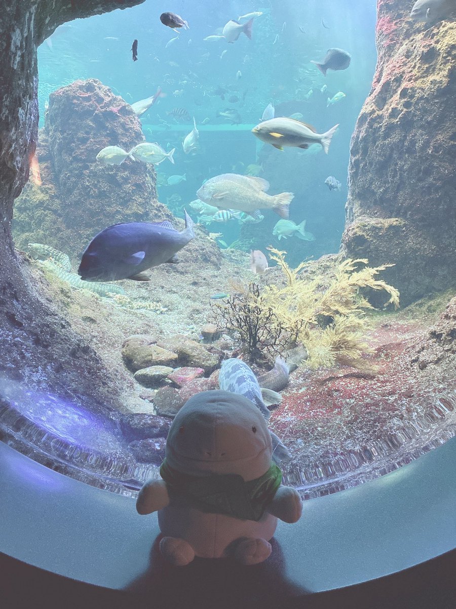 nuinuiUpamaru's tweet photo. 水族館を楽しむパペヌオ🐠 https://t.co/VGanW5Hq6i