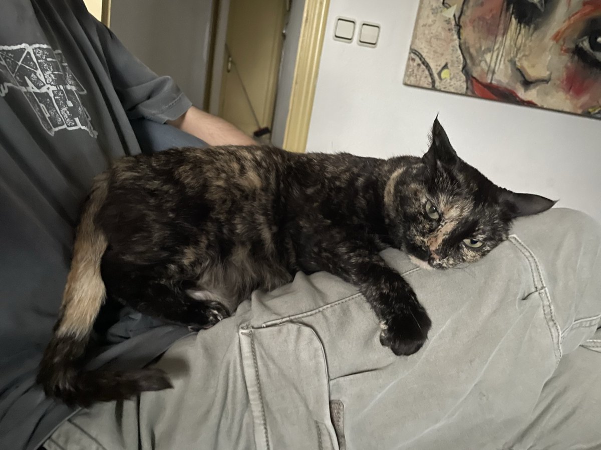 bastoi's tweet photo. @socarrat Jo també en vaig rescatar una del motor d’un cotxe fa 9 anys. És una mica traumes però molt mimosa quan te la guanyes 😍 https://t.co/DApIb1EXIH