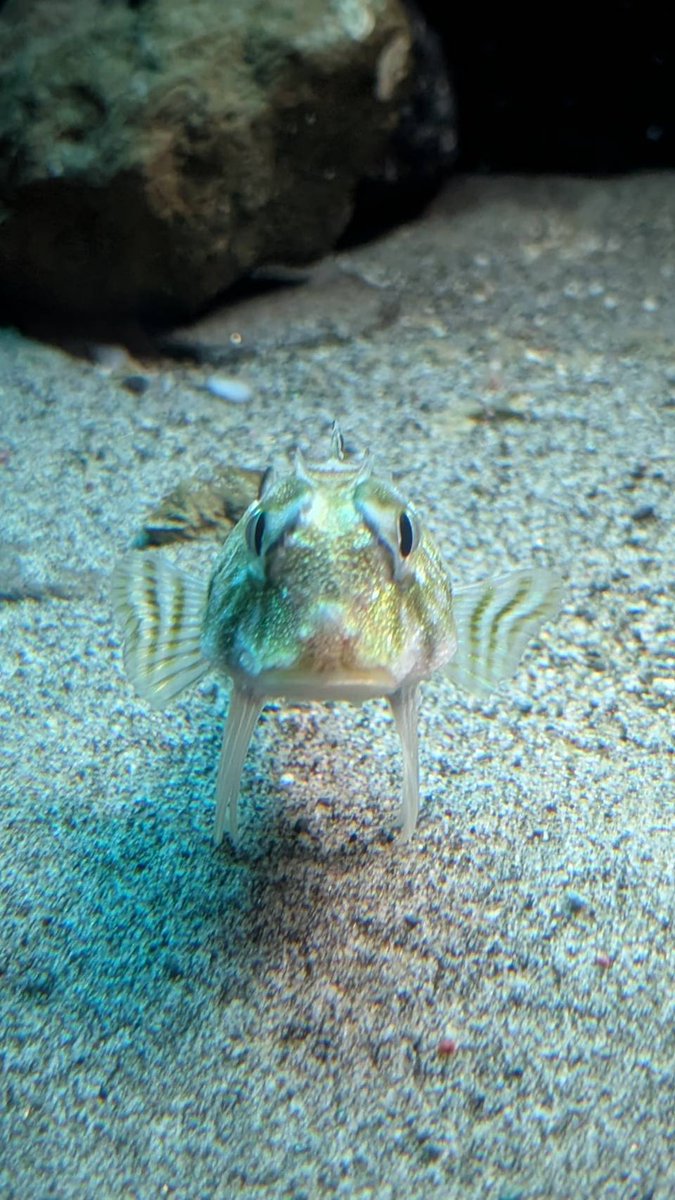 jinbe_design's tweet photo. 真正面のマルカワカジカ！圧！
#アクアマリンふくしま推し https://t.co/PgssF3SBRw