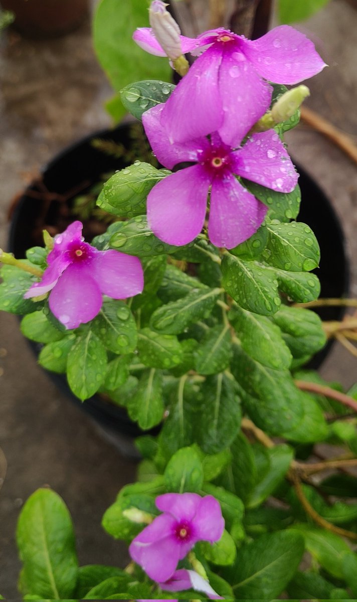 9_praptisharma's tweet photo. बारिश की बूँदें 🌸 https://t.co/FocplJx6LD