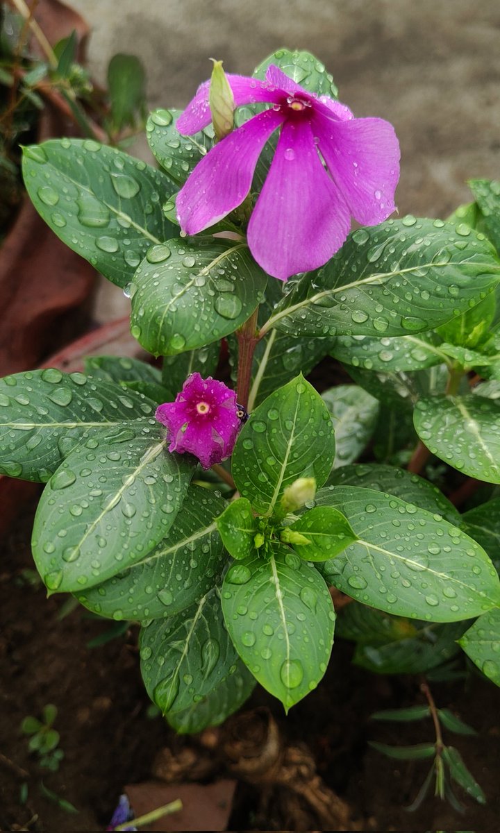 9_praptisharma's tweet photo. बारिश की बूँदें 🌸 https://t.co/FocplJx6LD