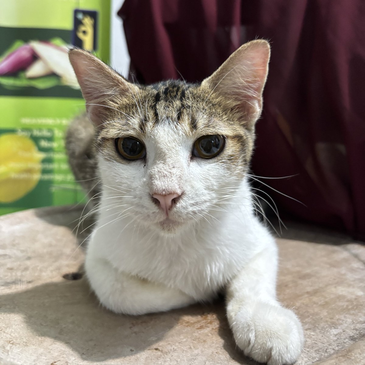 onlyrikii's tweet photo. Halo aku free open adopt kucingku umur 6 bulan, jantan/cowok. 
Domisili Jakarta Timur
Yang mau dm/reply aja yahhh!!!!🥰

Alasan karena aku sudaa kebanyakan kucing.🥹

#openadoption #kucing #openadoptcat https://t.co/DIM6glPQwI