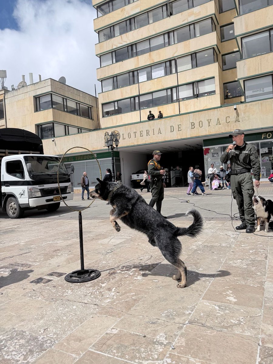 SecAmbienteBoy's tweet photo. 🐶💚 En la apertura de la Semana del Ambiente vivimos una emocionante exhibición canina junto al Grupo de Carabineros de la @PoliciaBoyaca, destacando el trabajo, la disciplina y el vínculo que existe entre los uniformados y sus compañeros de cuatro patas. 🧵👇 https://t.co/CehBVVdiQQ