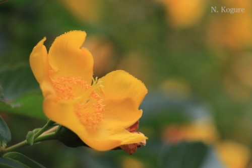 NekoKogure's tweet photo. Looking up, waiting for the right moment
#Hypericum https://t.co/C3Cdr4Le4Y