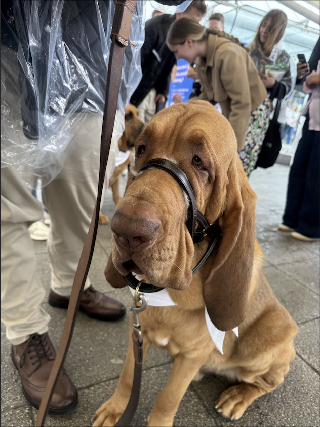 SpecterOps's tweet photo. Time has flown by and #InfoSecEurope is coming to a close! 

Huge thanks to everyone who’s dropped by to spend time and chat with us, signed up and taken part in #BloodHoundUnleashed, and for sharing all of your photos (bonus points if they include Charlie and Bert 🐕). https://t.co/2WaFbkuxwl