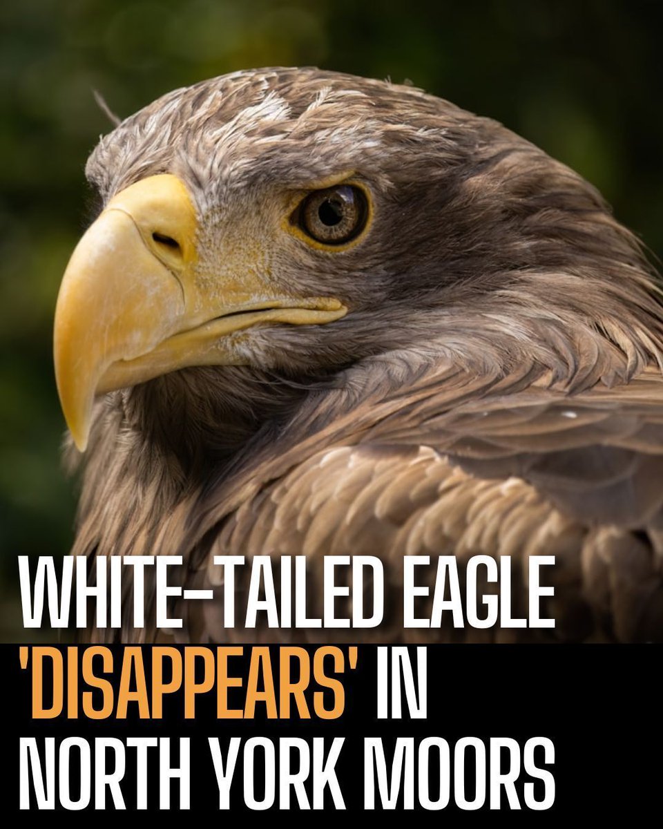 EndBirdShooting's tweet photo. Dorset-bred White-tailed Eagle made fatal mistake of crossing into grouse shooting country https://t.co/ay8W1FPcda