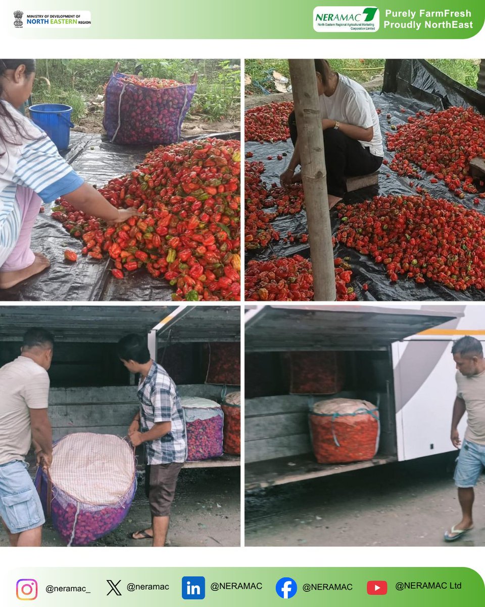 neramac's tweet photo. (1/2)🌶️ King Chili From Farm to Market
Continuing our season’s activity, NERAMAC has directly procured 300 kgs of fresh King Chili from farmers in Papum Pare (Arunachal Pradesh) after a day‑long harvest at Balijan. https://t.co/Qity2itQMw