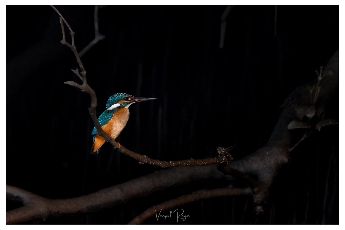 0xVeepul's tweet photo. 𝐫𝐢𝐬𝐢𝐧𝐠 𝐟𝐫𝐨𝐦 𝐭𝐡𝐞 𝐝𝐚𝐫𝐤 ...

a radiant common kingfisher perches amidst the dark mangroves, its vivid hues shimmering under sunlight. the natural light illuminate its iridescent plumage, contrasts beautifully against the lush green backdrop of the mangrove plantation.

#Photography #BeingPhotographer #PhotographyNFT #NFT #VRphotography #Wildlife 🔗⤵️