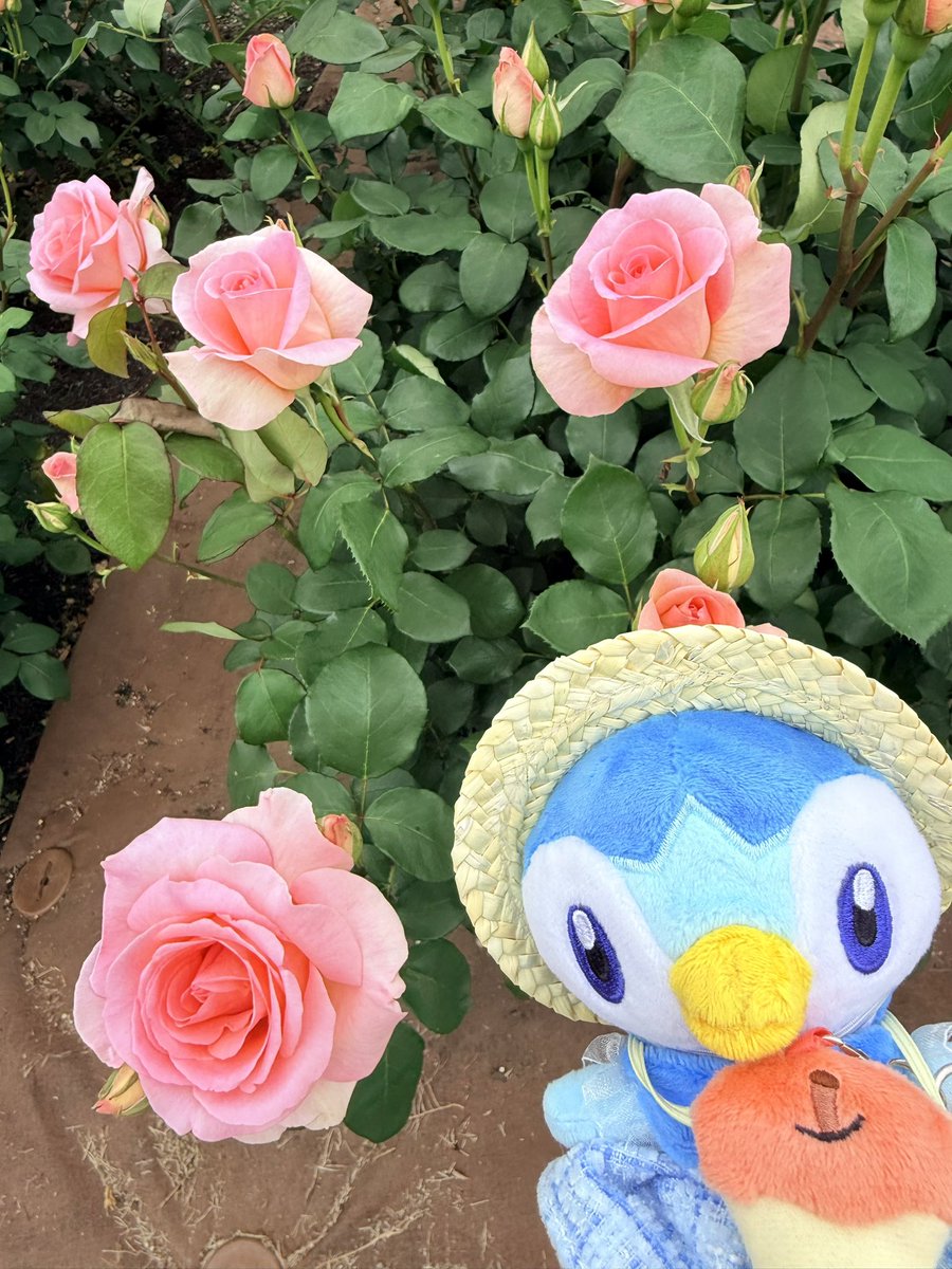 393chama's tweet photo. ４月の🍓🌹
#pokemonfit https://t.co/kAHWgL20mp